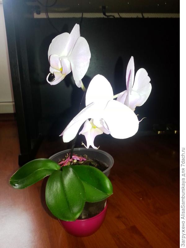 фаленопсис