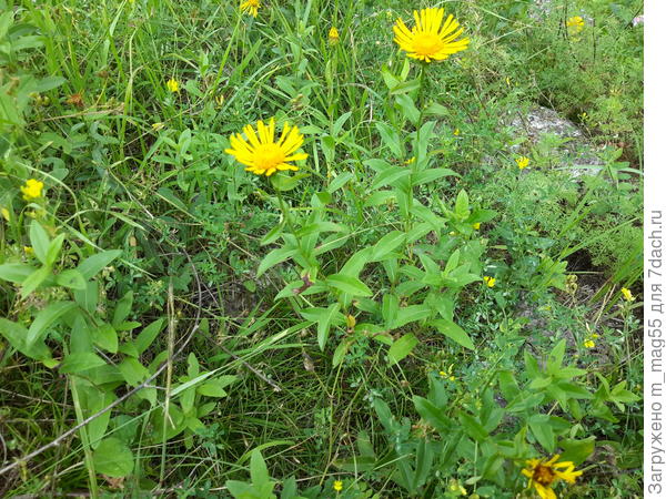 Подскажите пожалуйста - это точно девясил?
