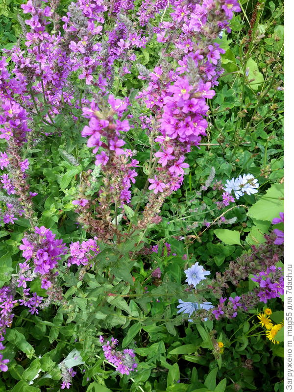 Как называется это растение?