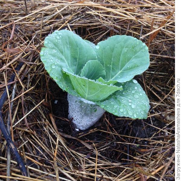 капуста в стаканах