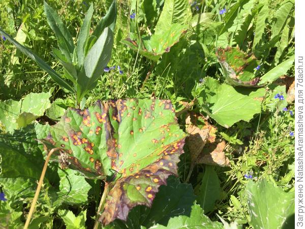 листья мать-и-мачехи