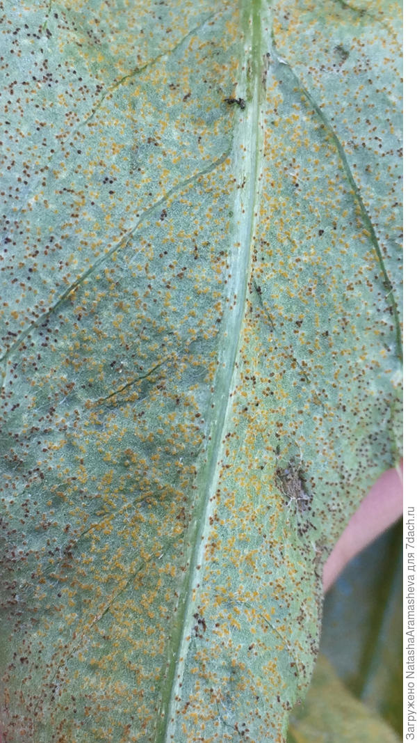 бодяк полевой, низ листа