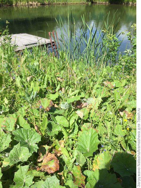 мать-и-мачеха у пруда