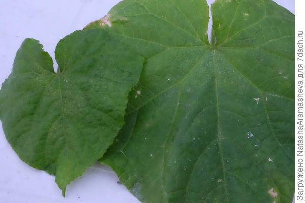 листы огурца