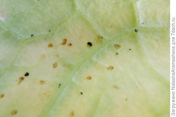 лист артишока