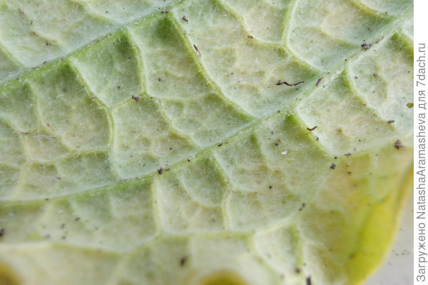 лист артишока