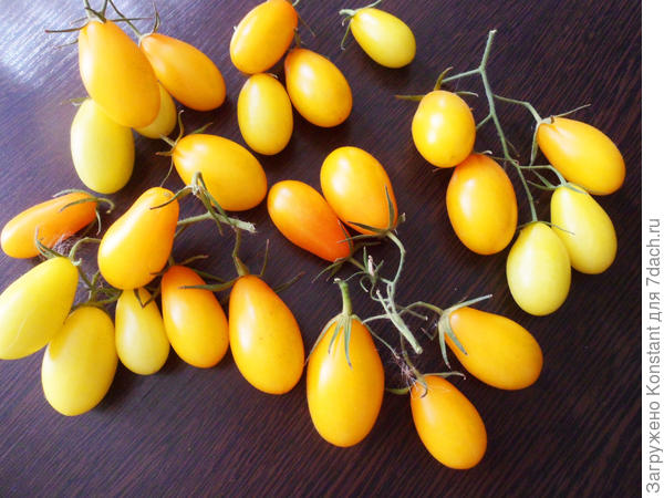 Плоды томата сорта Золотой ключик.