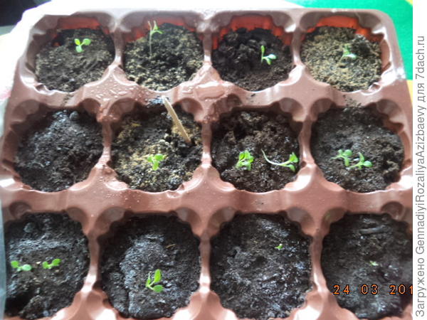 рассада петуньи