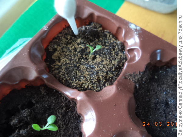 пыль в таблетках