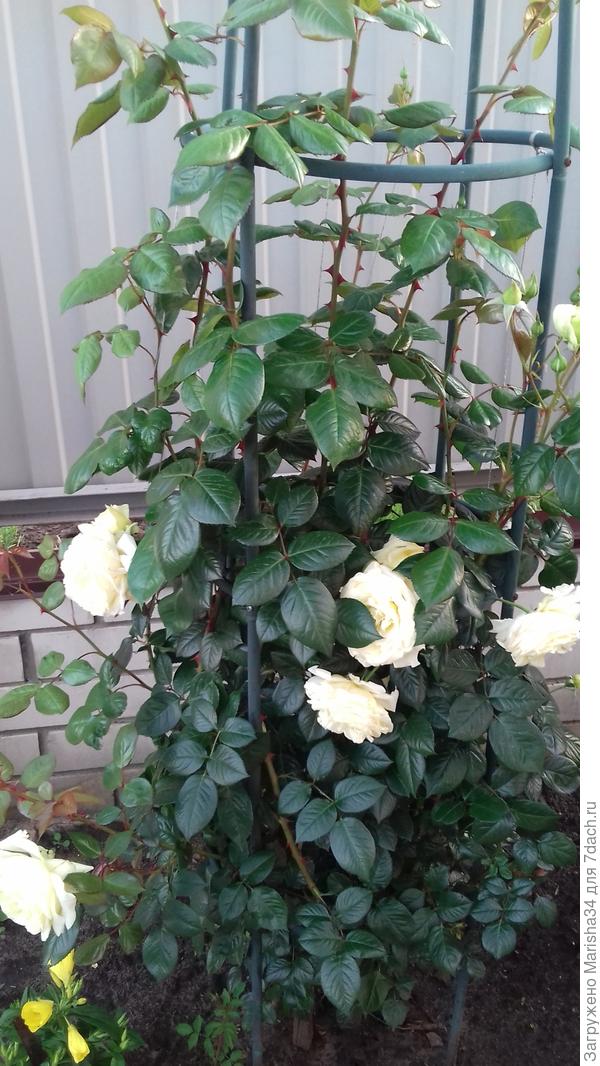 Фото делала неделю назад,скйчас она еще подросла и цветов больше)))