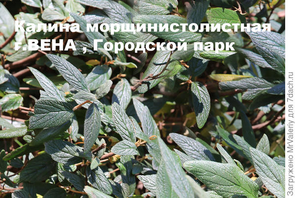 Калина морщинистолистная в городском паке г. Вена
