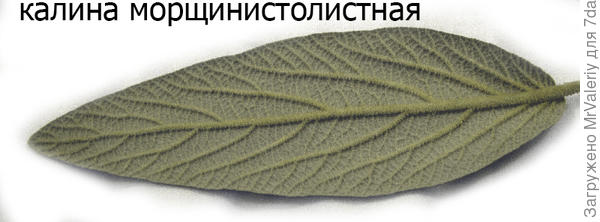 Калина морщинистолистная