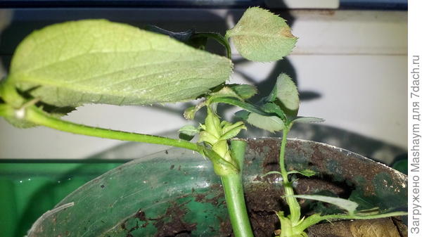 Что за вредитель