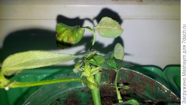 Что за вредитель