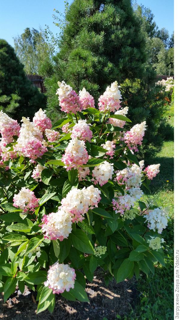 Гортензия Пинки Винки