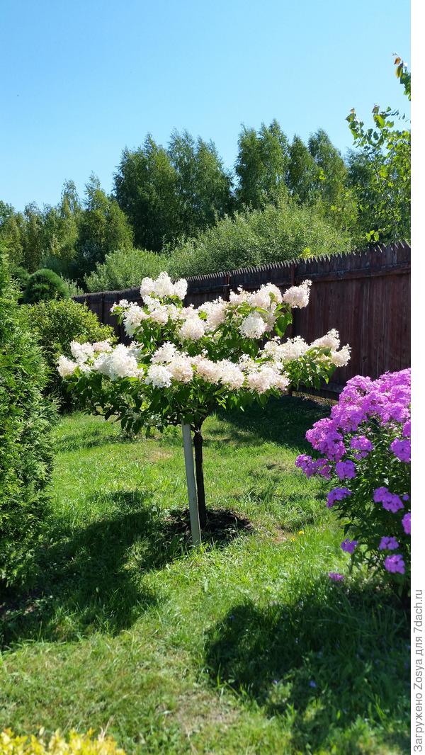 Гортензия Фантом