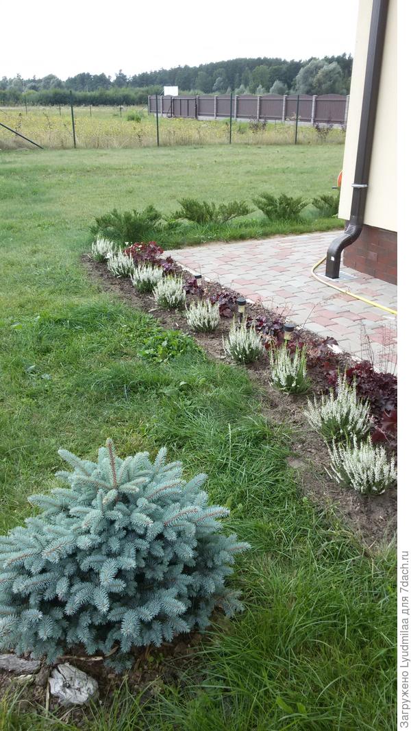 Белый вереск