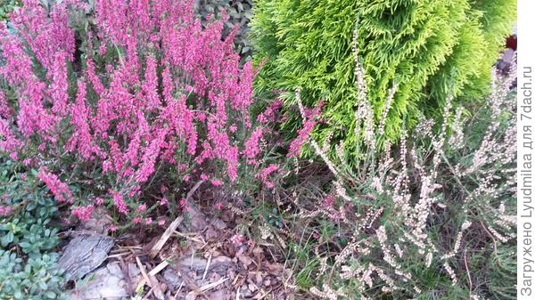 Почва под вереском