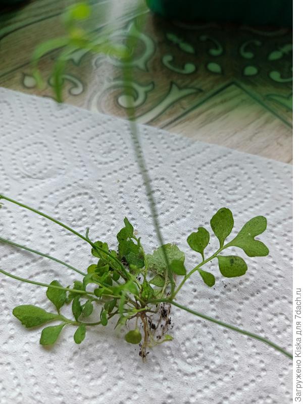 Подскажите, пожалуйста, что это выросло?