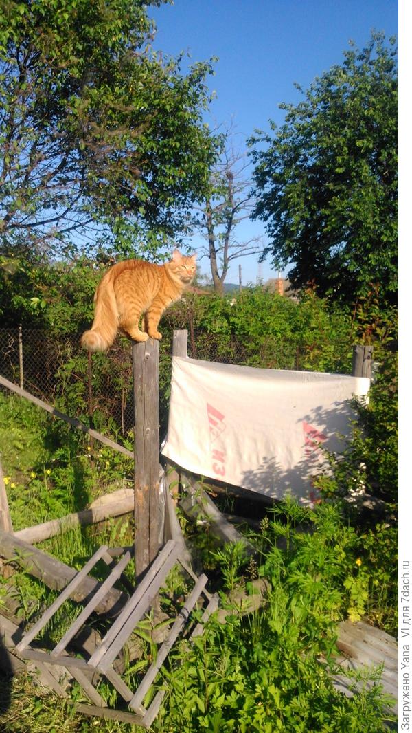 котя