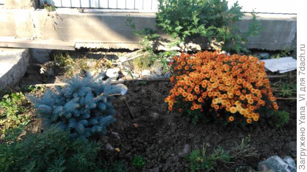 хризантема