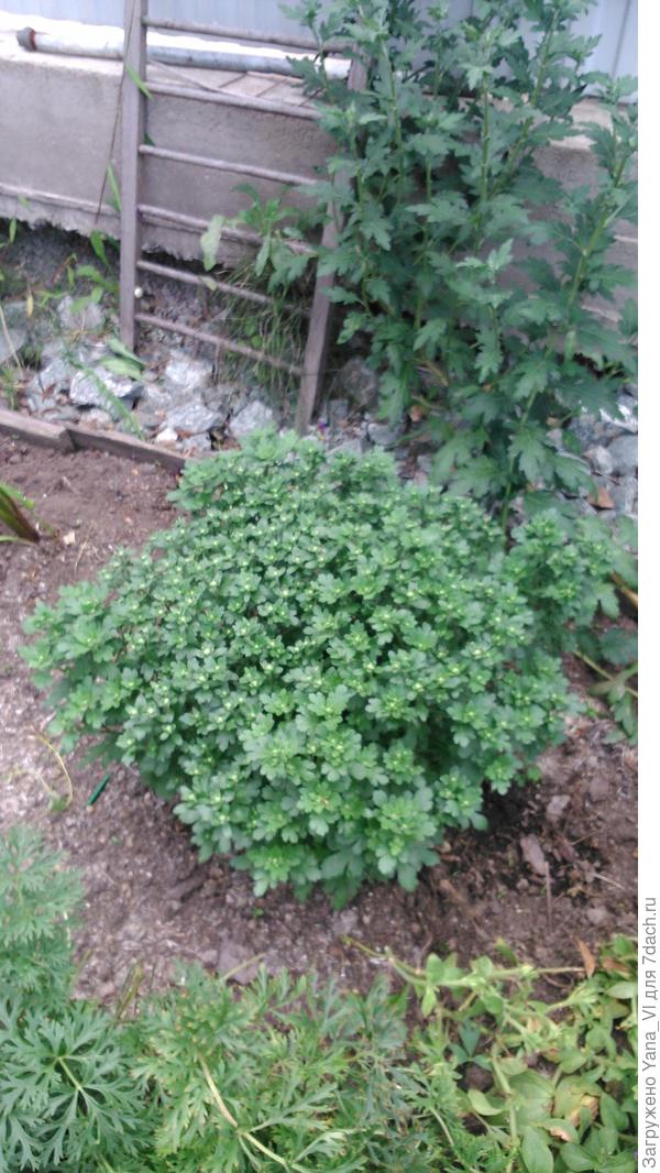 хризантема