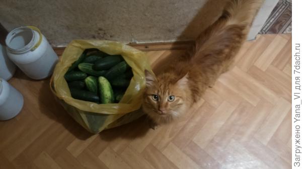 котя и огурцы