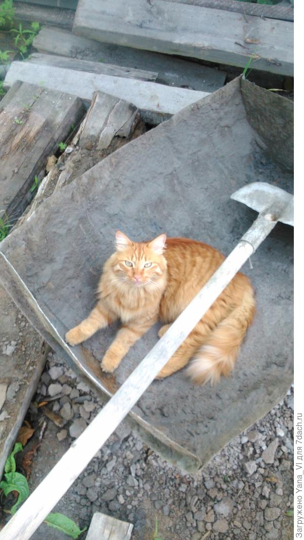 Умаялся хозяину помогать