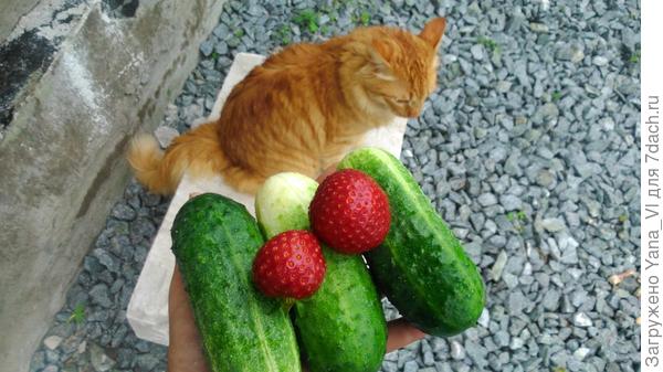 огурцы