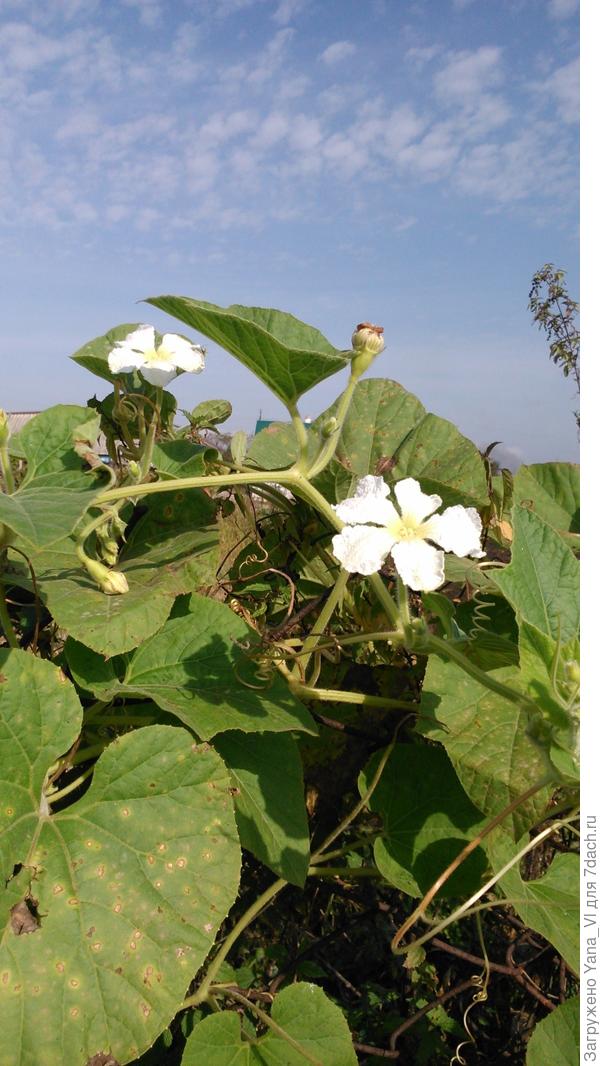 тыква на заборе цветёт