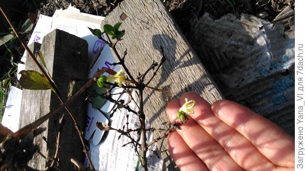 жимолость листья сбросила, а цветочки появились