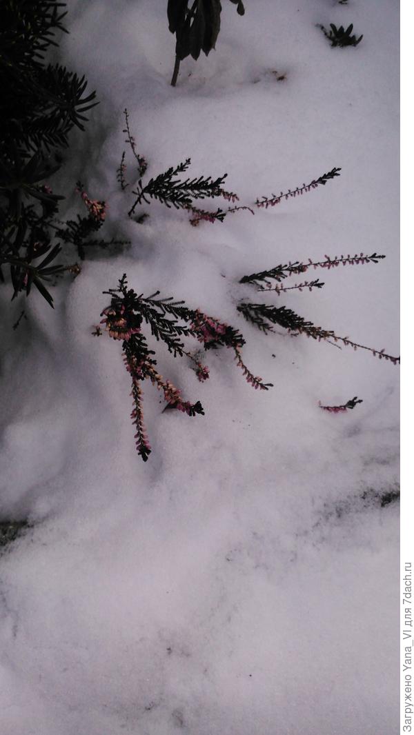 Вереск в сугробе с цветами