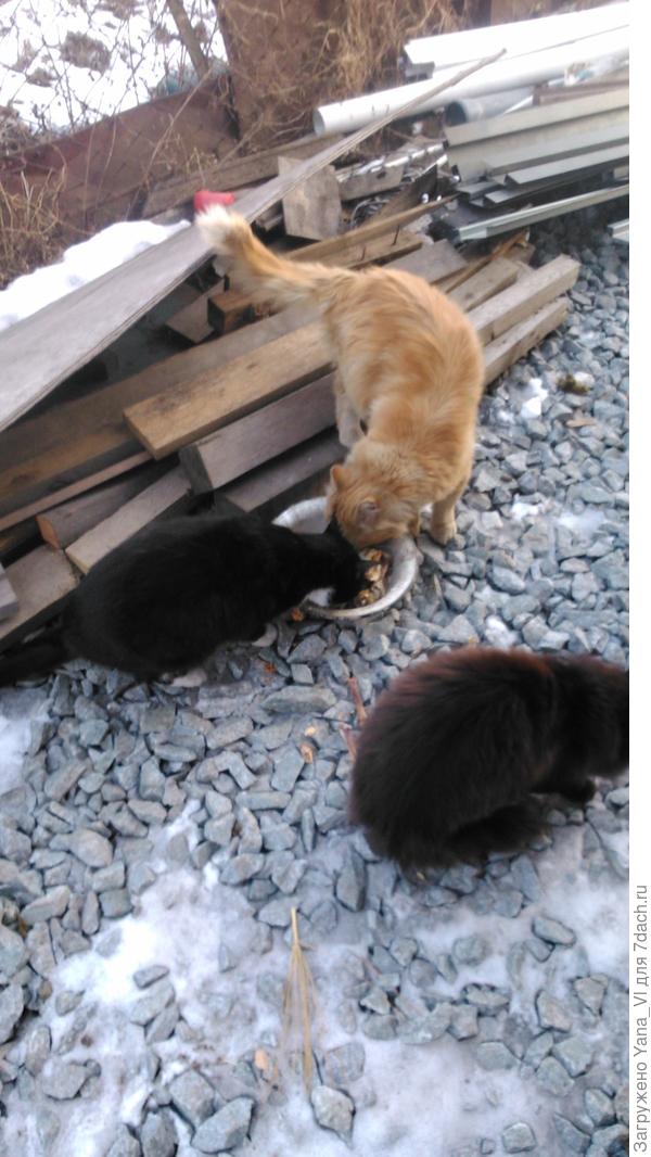 котики