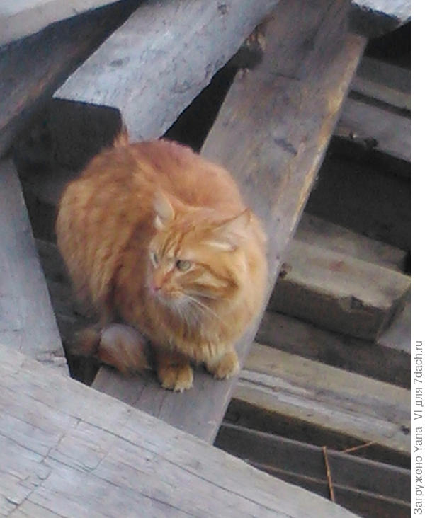 мой котя