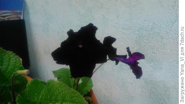 Черная магия