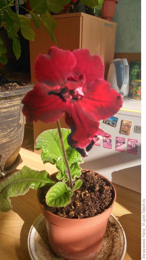 Красная роза