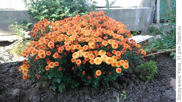 Это сорт Бореус