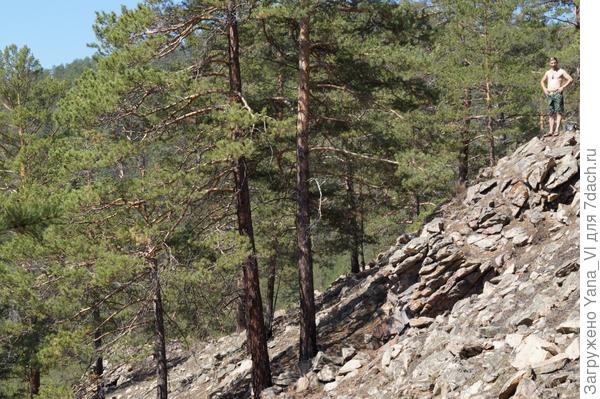 здесь сосны на голых камнях