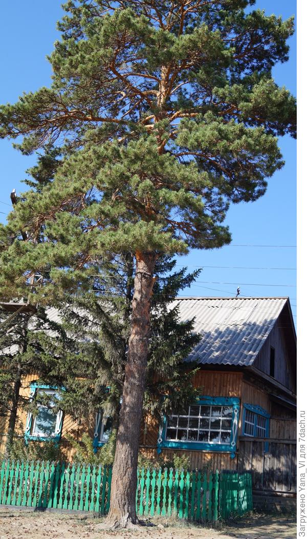 Сосны на песке