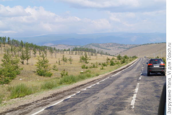 лиственницы