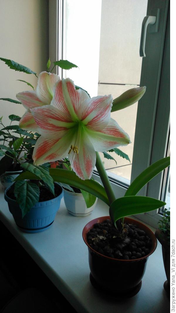 гиппеаструм