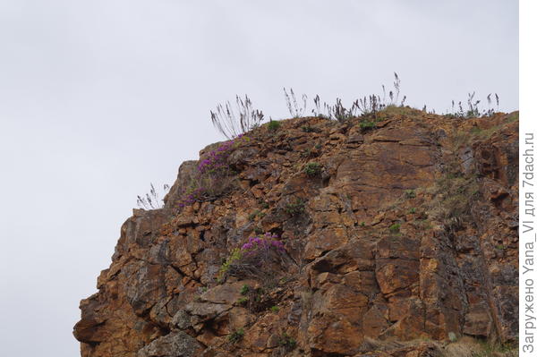 ьагульник
