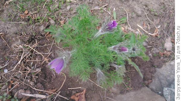 Прострел 2017 (фото 9 мая)