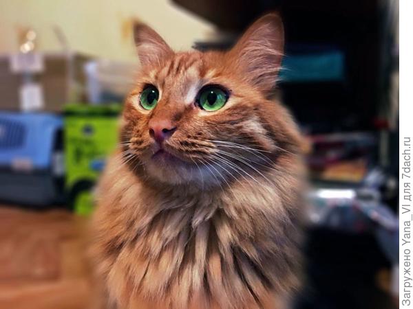 Мой бандит. Хотя здесь изображает приличного кота :)