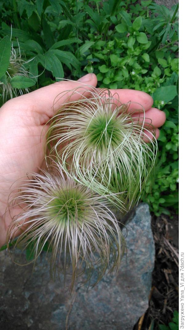 Прострел отцвёл