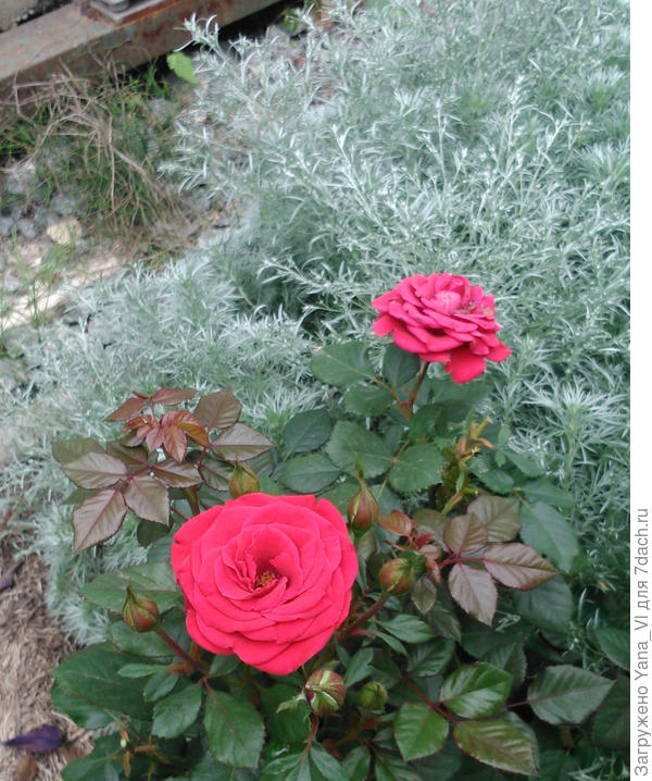 Красные розы на фоне серебристой полыни