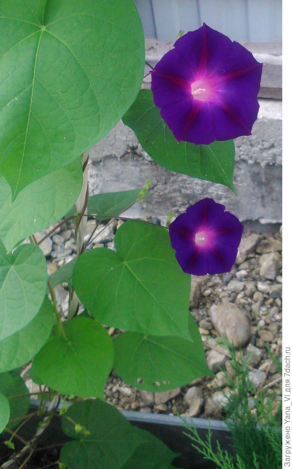 И синяя ипомея...