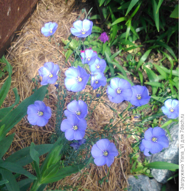 Голубой лён