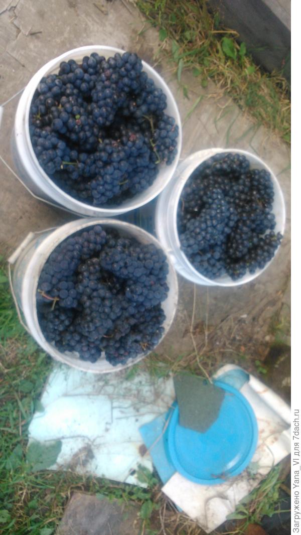 Вёдра из-под &quot;терраки&quot;, 20-литровые ;)