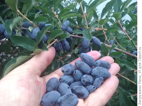 Жимолости много (собрали 18 литров с 3 кустов)